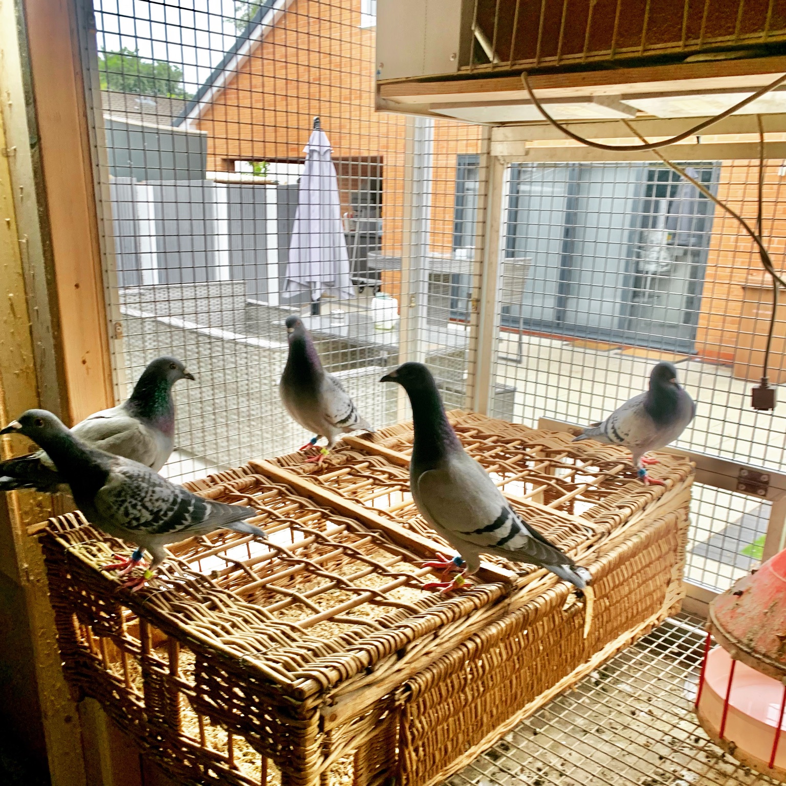 Northern Premier pigeons standing on wicker race baskets