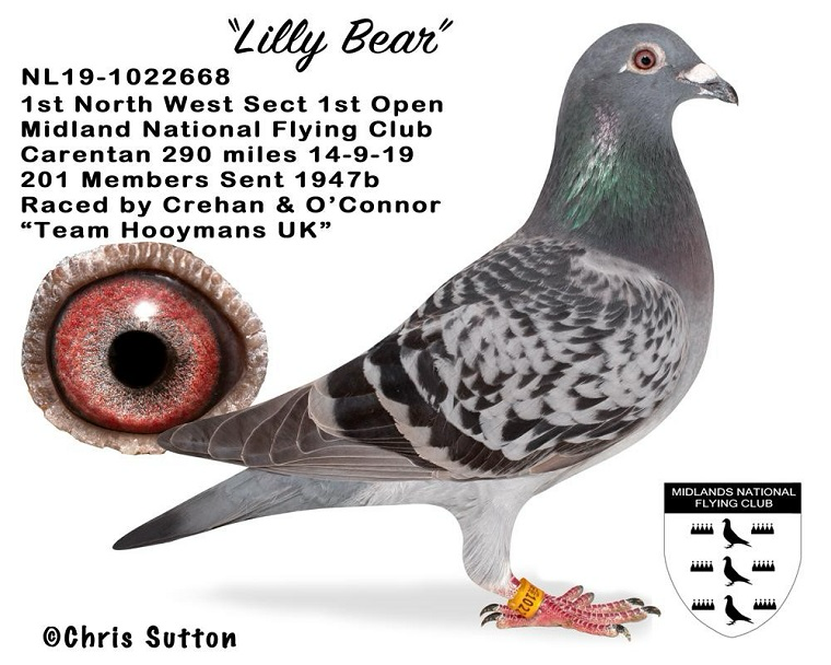 Lilly Bear, winner of 1st Open Midland National Flying Club from Carentan