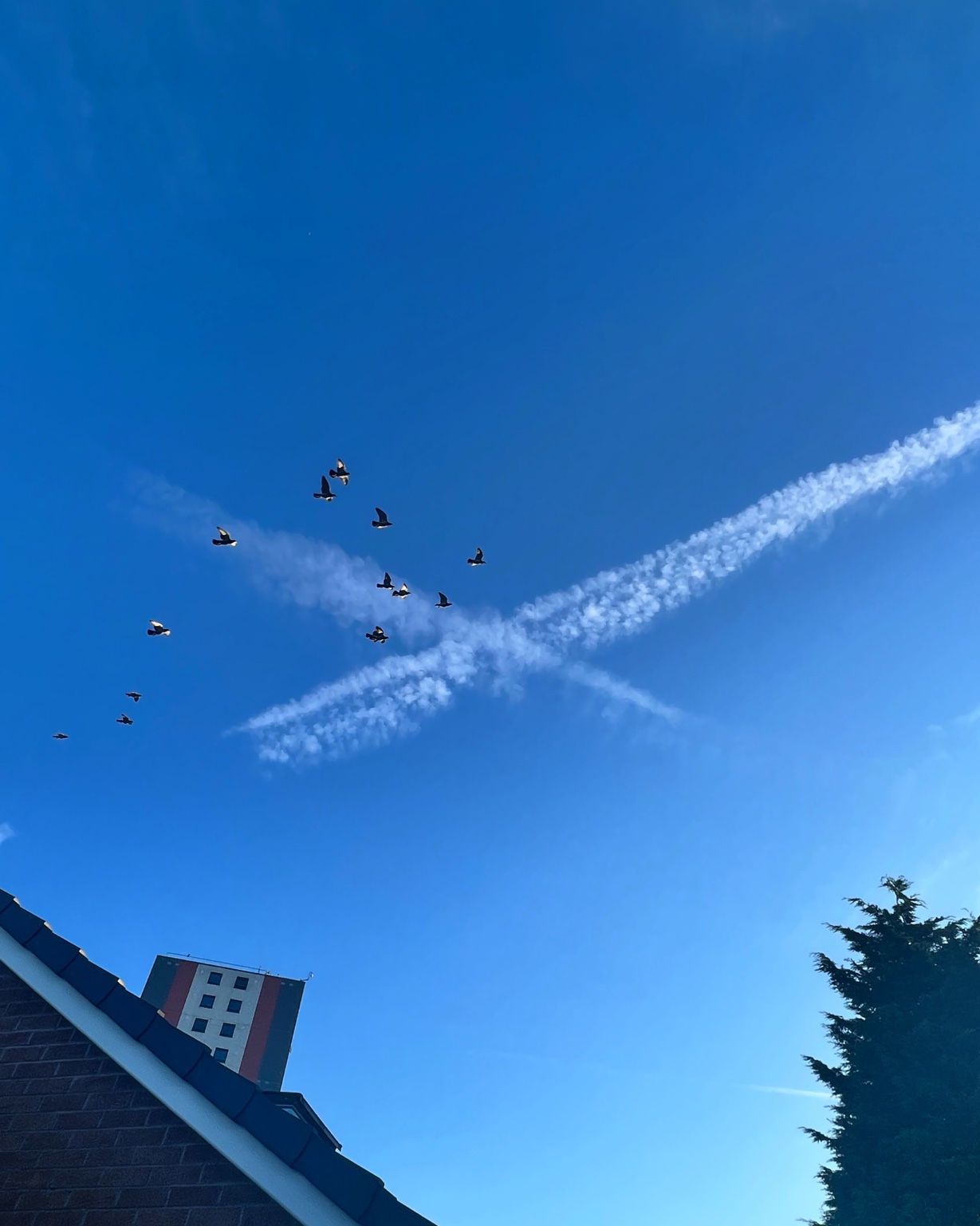 Northern Premier pigeons flying over Salford