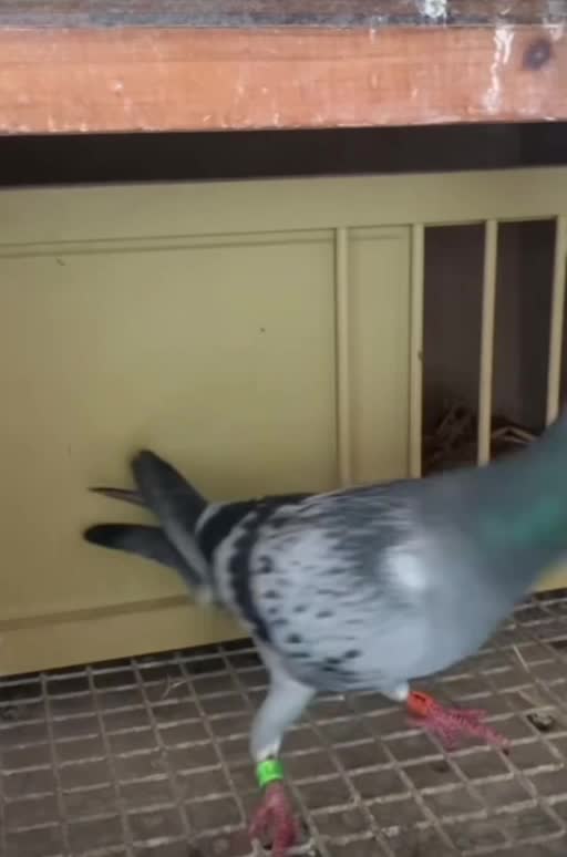 Preview of a pigeon inside the loft